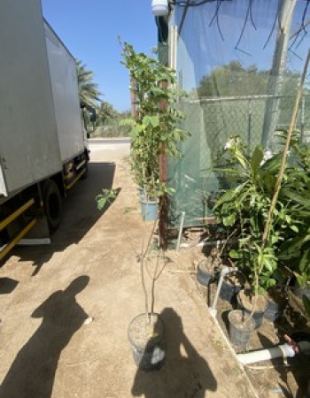 شتلات اكاسيا