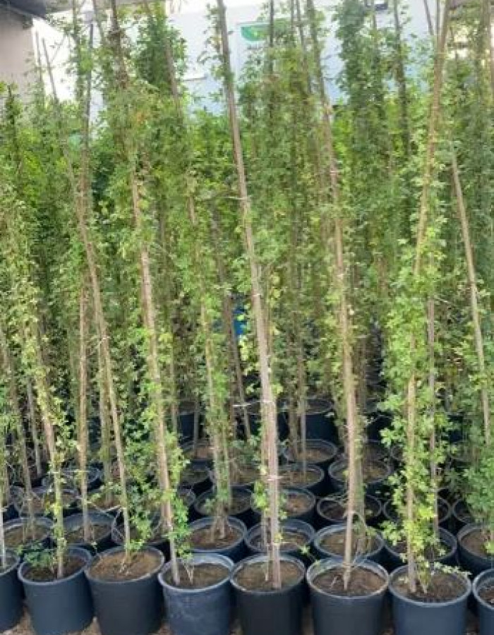 شتلات ست الحسن 