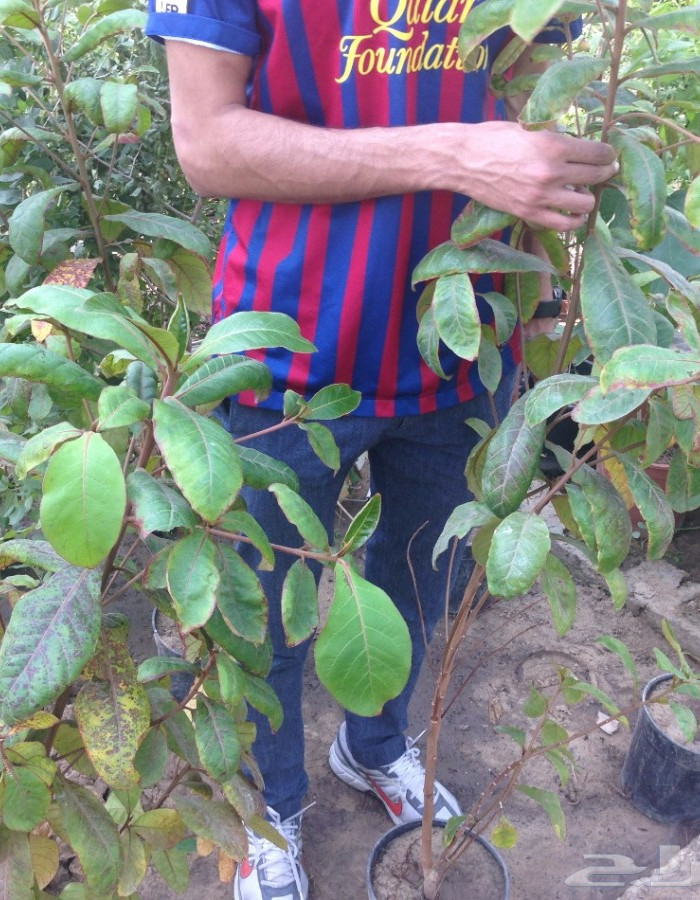 شتلات لوز بجلي 