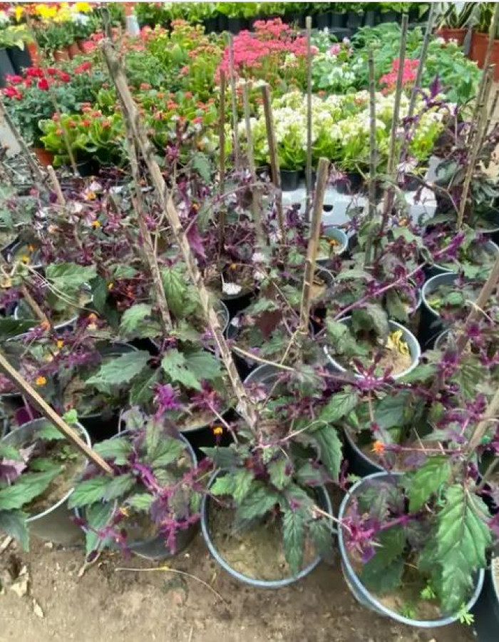 نبات المخمل البنفسجي