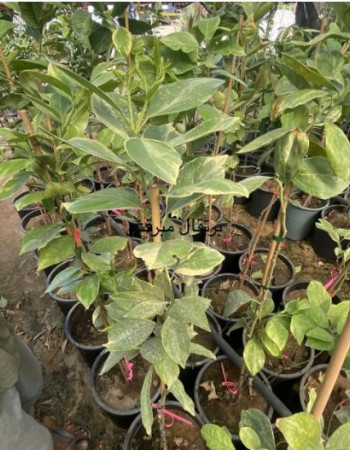 برتقال مبرقش 