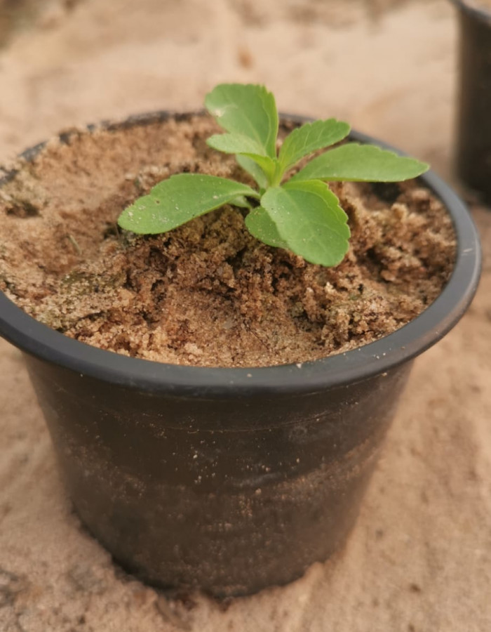 نبات ستيفيا للبيع