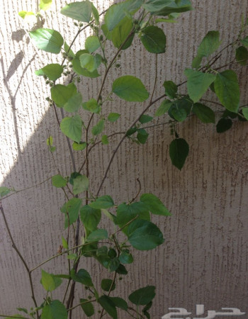 شتلة توت شامي للبيع