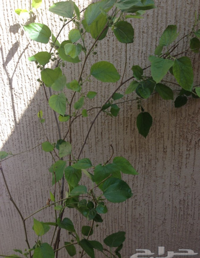 شتلة توت شامي للبيع