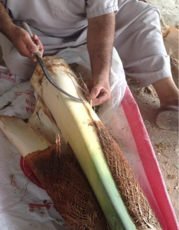 قلب نخل - جذب نخل - لب نخل - جمار نخل - شحم نخل للبيع