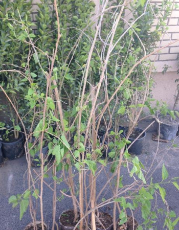 شتلة توت شامي للبيع