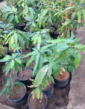 Mango Seedlings Mango Seedlings