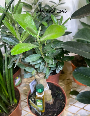 Indoor Olive Tree  Indoor Olive Tree