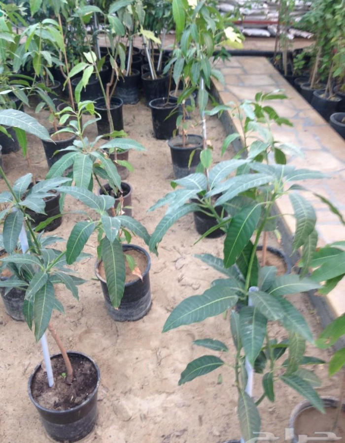 شتلات مانجو للبيع 