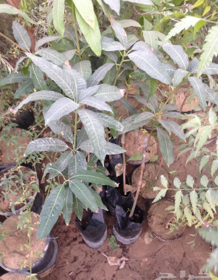 شتلات مانجو للبيع 