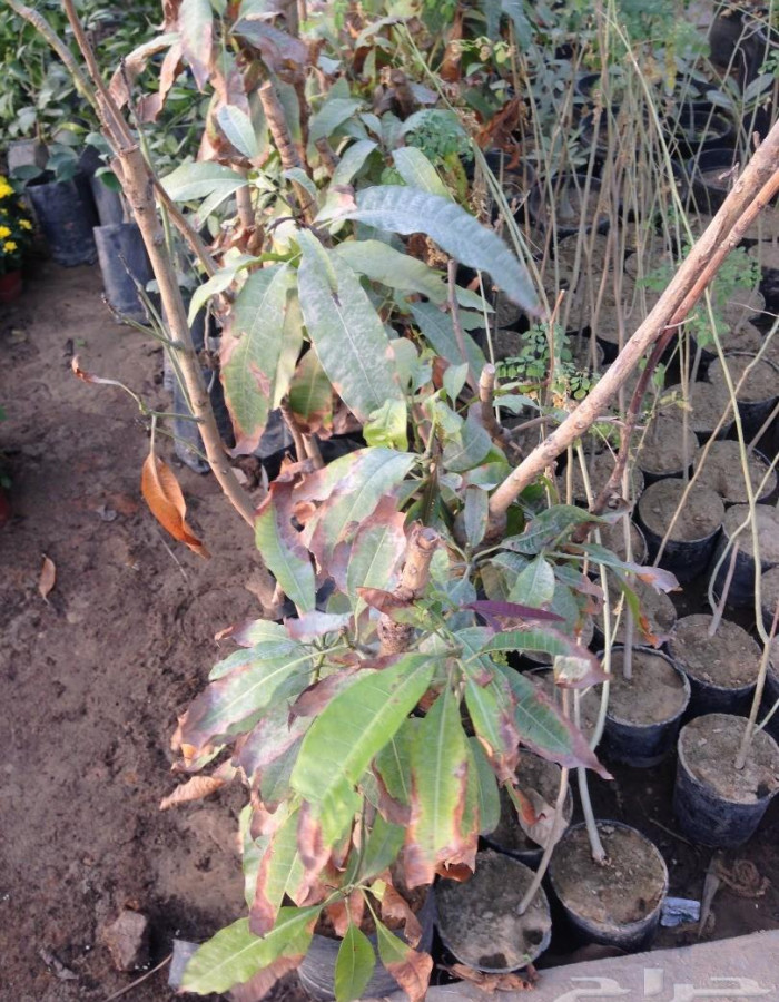 شتلات مانجو للبيع 