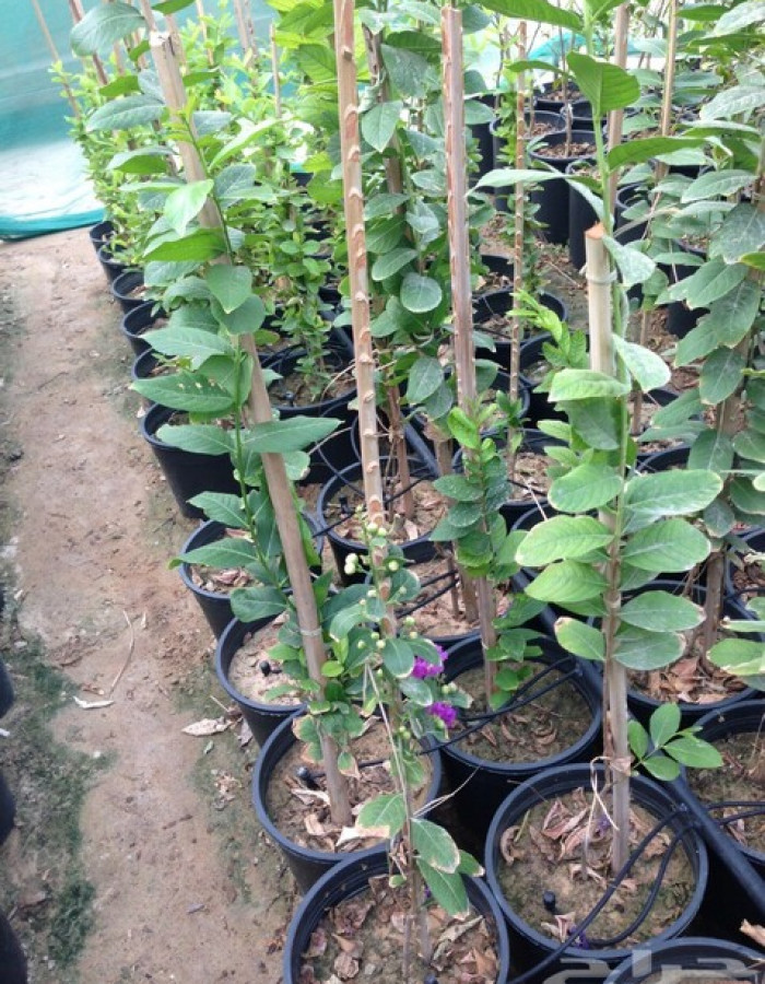 شتلات تمر حناء 