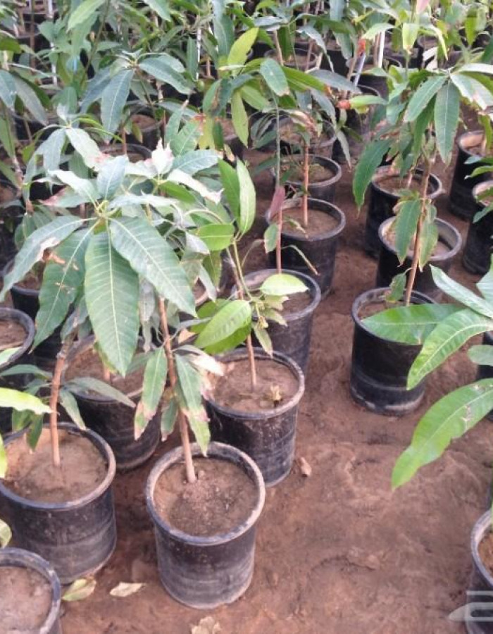 شتلات مانجو للبيع 