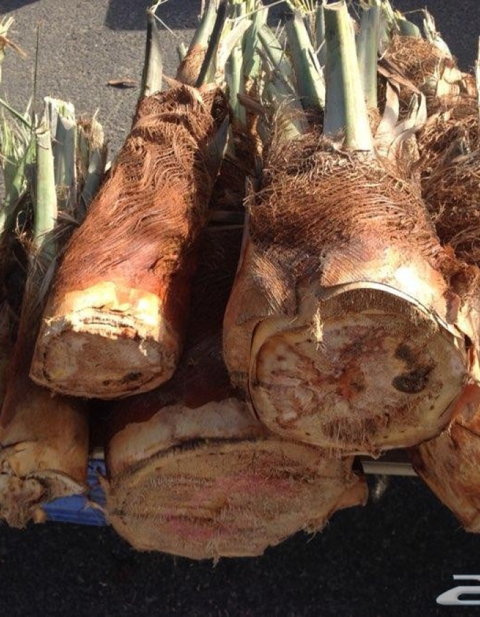 قلب نخل - جذب نخل - لب نخل - جمار نخل - شحم نخل للبيع