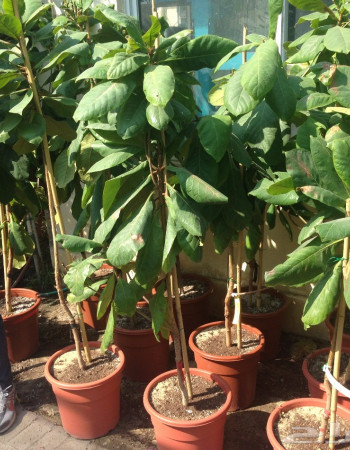 شتلات لوز بجلي 