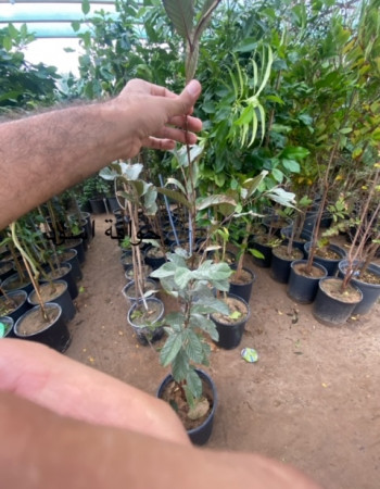 Black Guava Seedlings