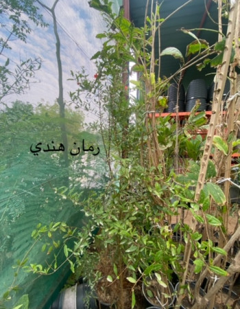 شتلات رمان هندي