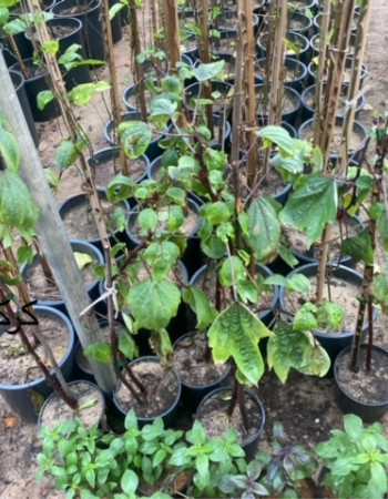 شتلات كركدية