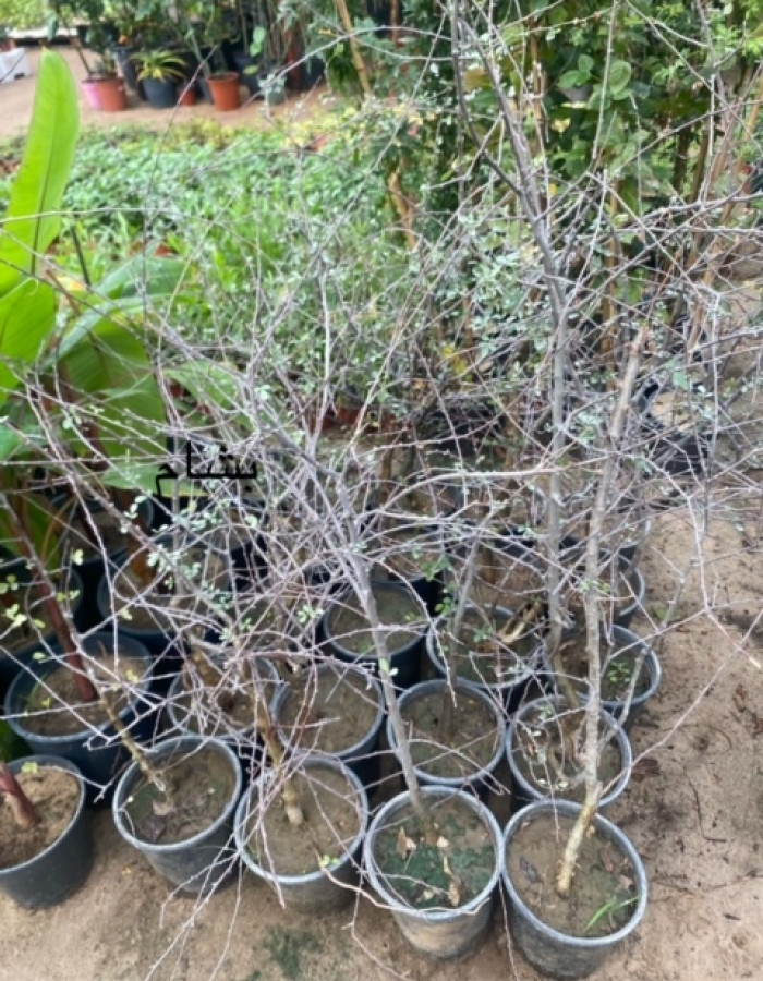 شتلات بشام شتلات بشام