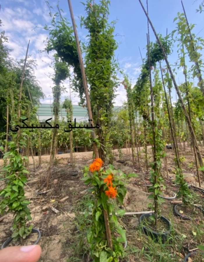 متسلقة الشعلة المكسيكية