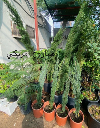 Cupressus Americana