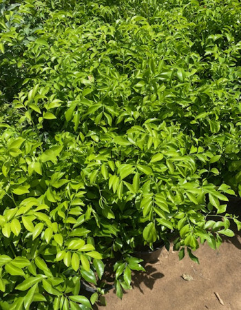 Murraya paniculata plant Murraya paniculata plant