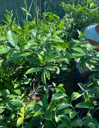 Valencia Orange Seedling  Valencia Orange Seedling