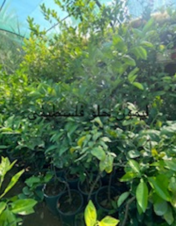 شتلات ليمون فلسطيني