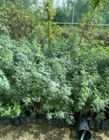 Vachellia Tortilis Tree