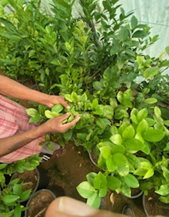 شتلة مندلينا  شتلة مندلينا