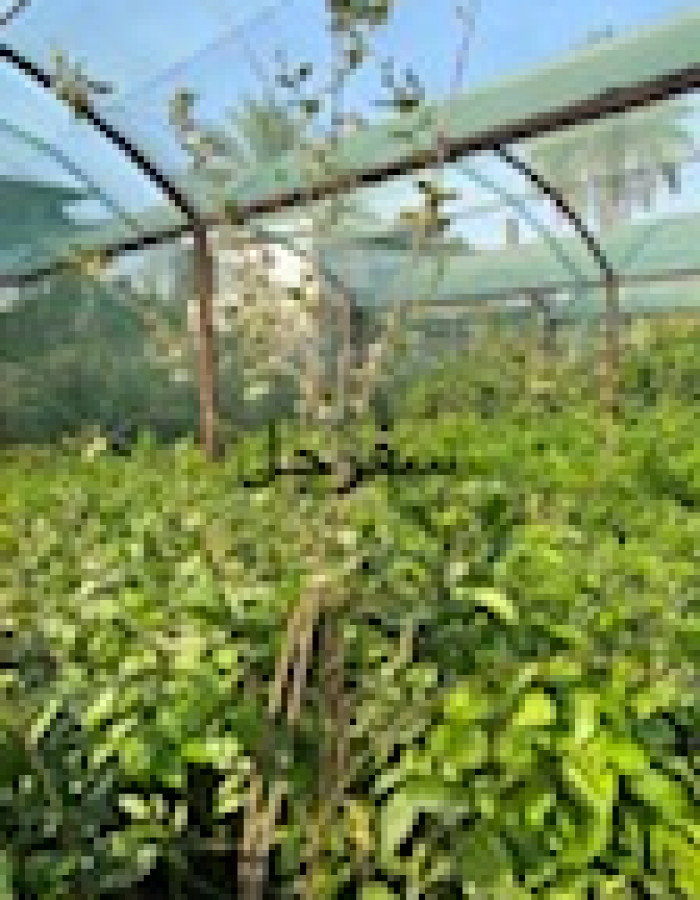 شتلات سفرجل 