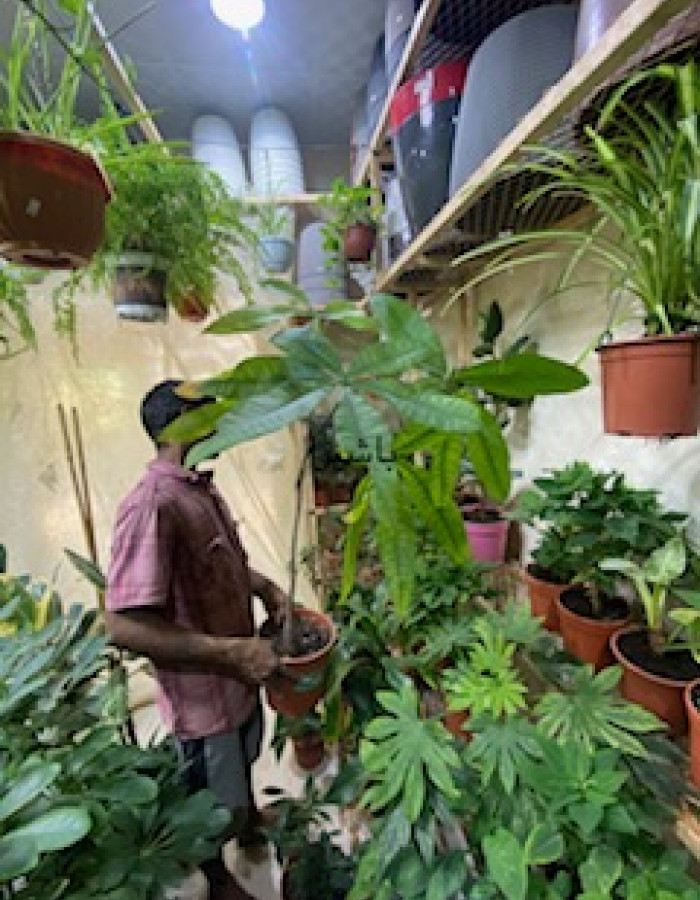 باشيرا  باشيرا