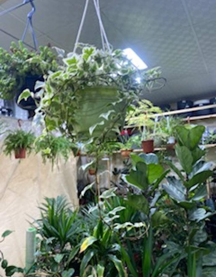 شتلات هيدرا علاقي