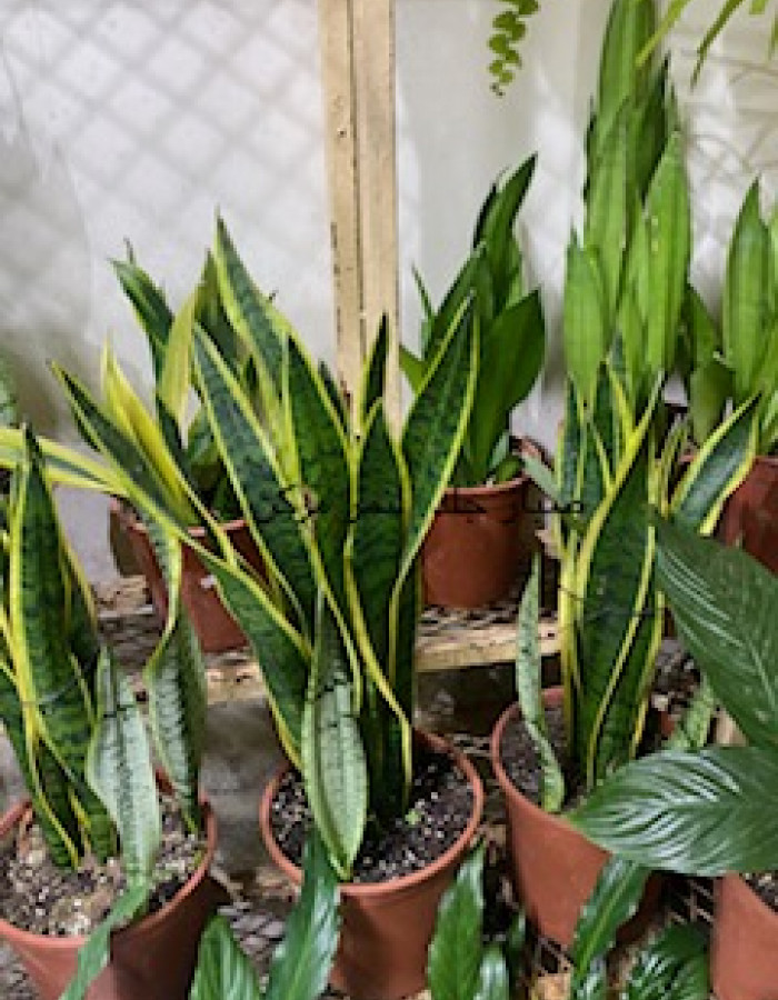 صبار جلد النمر والحوت  صبار جلد النمر والحوت