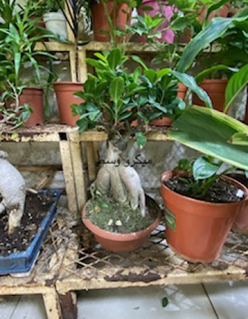 فيكس ميكروكاربا  فيكس ميكروكاربا