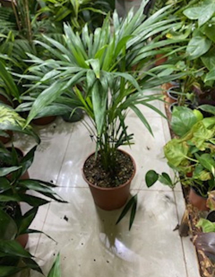 شتلات اريكا شتلات اريكا