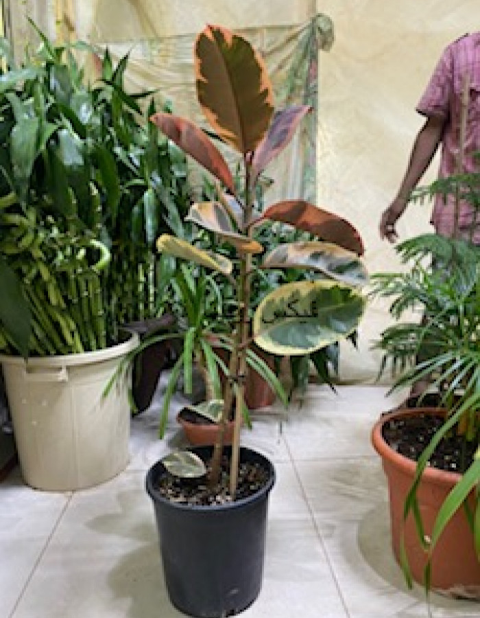 فيكس روبستا روبى  فيكس روبستا روبى