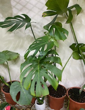 Monstera Deliciosa  Monstera Deliciosa