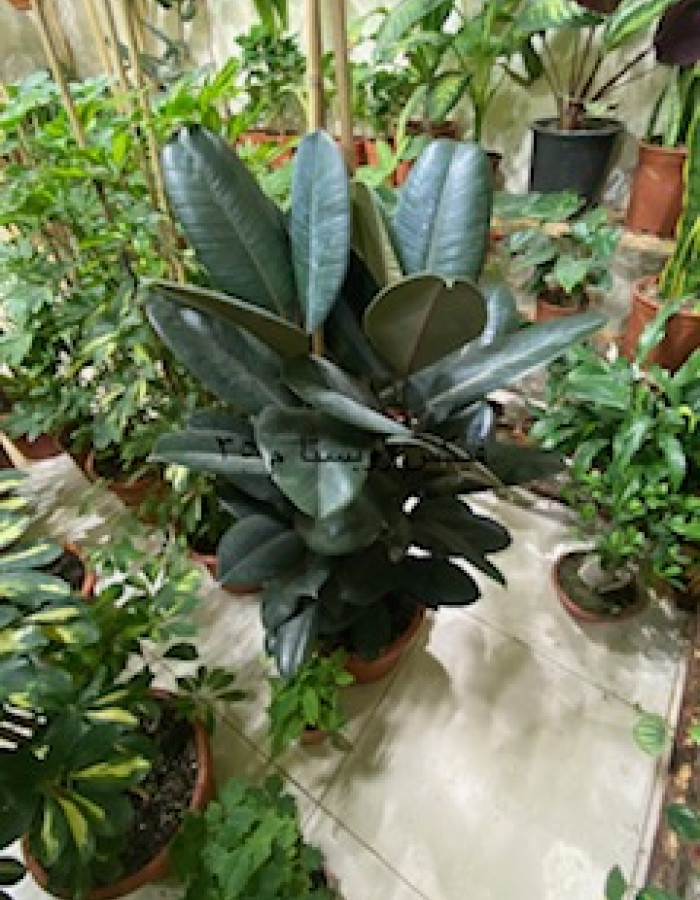 فيكس روبستا روبى  فيكس روبستا روبى