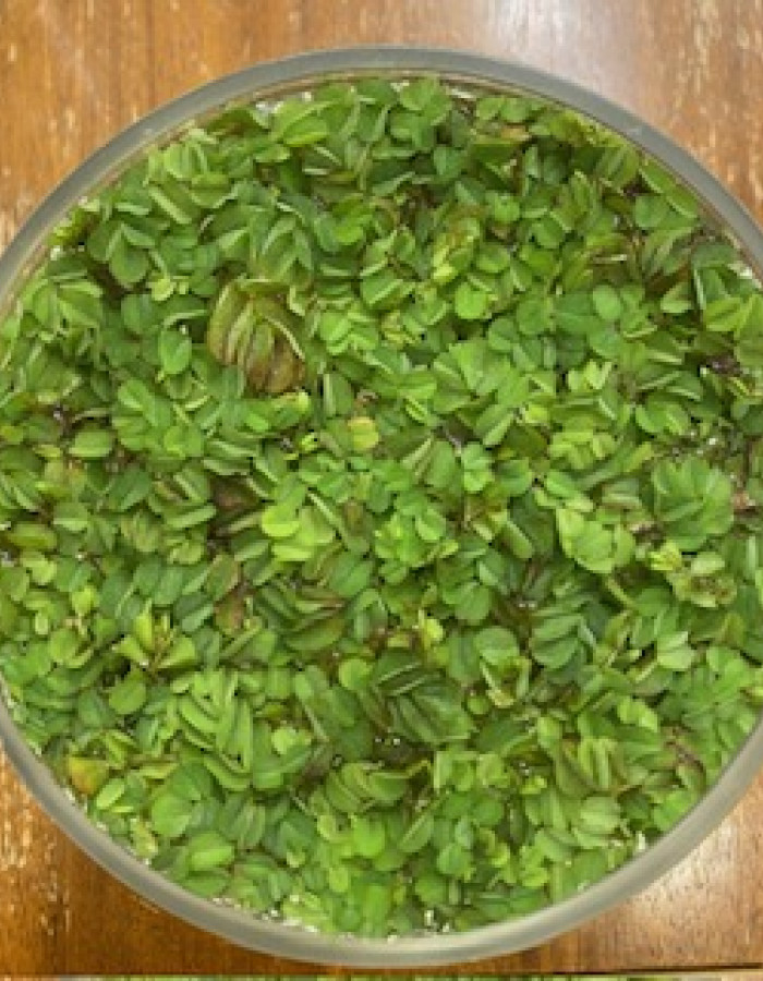 سالفينيا سابحة