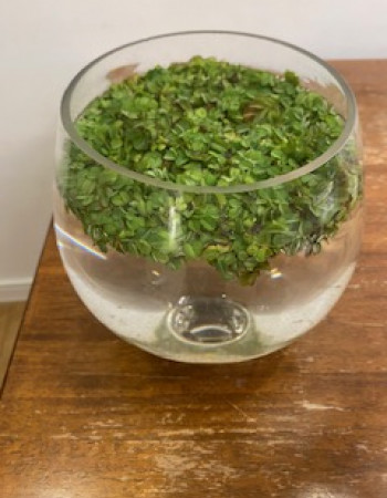 Salvinia natans Plant Salvinia natans Plant