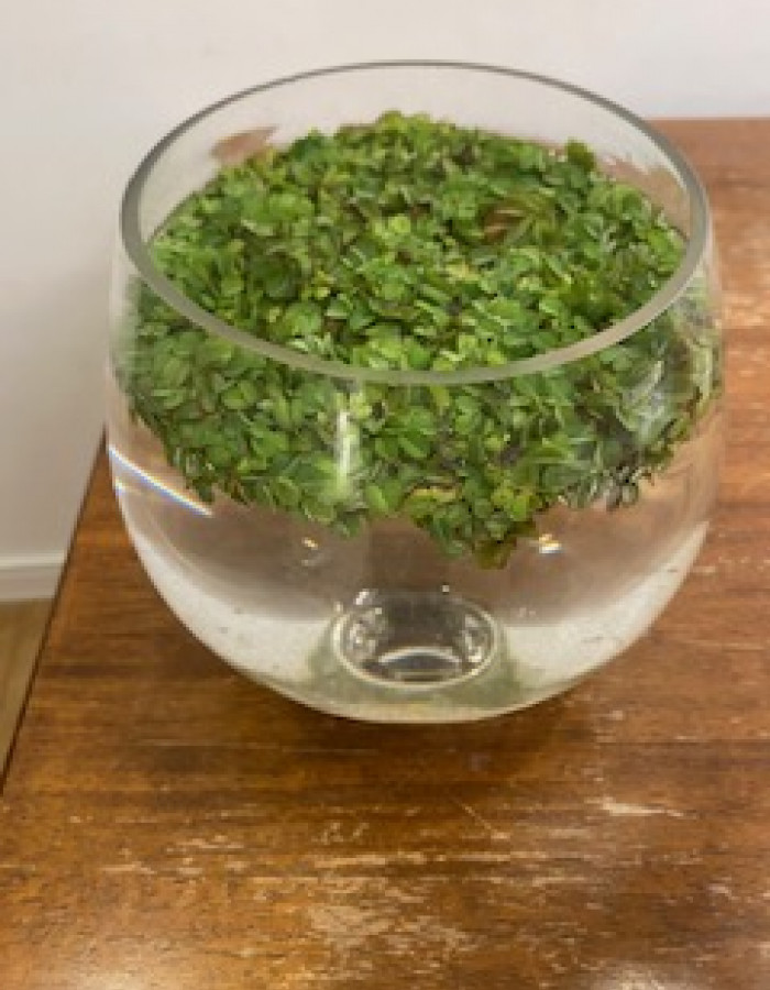 سالفينيا سابحة