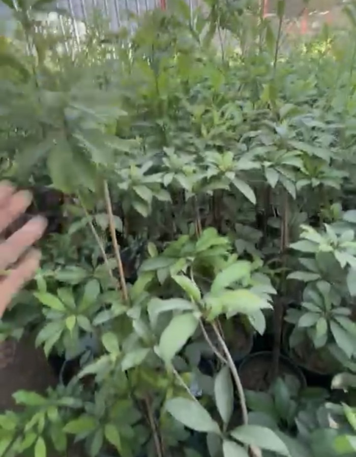 شجرة جوافة تايلندية