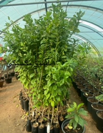 شتلة ليمون مكسيكي للبيع