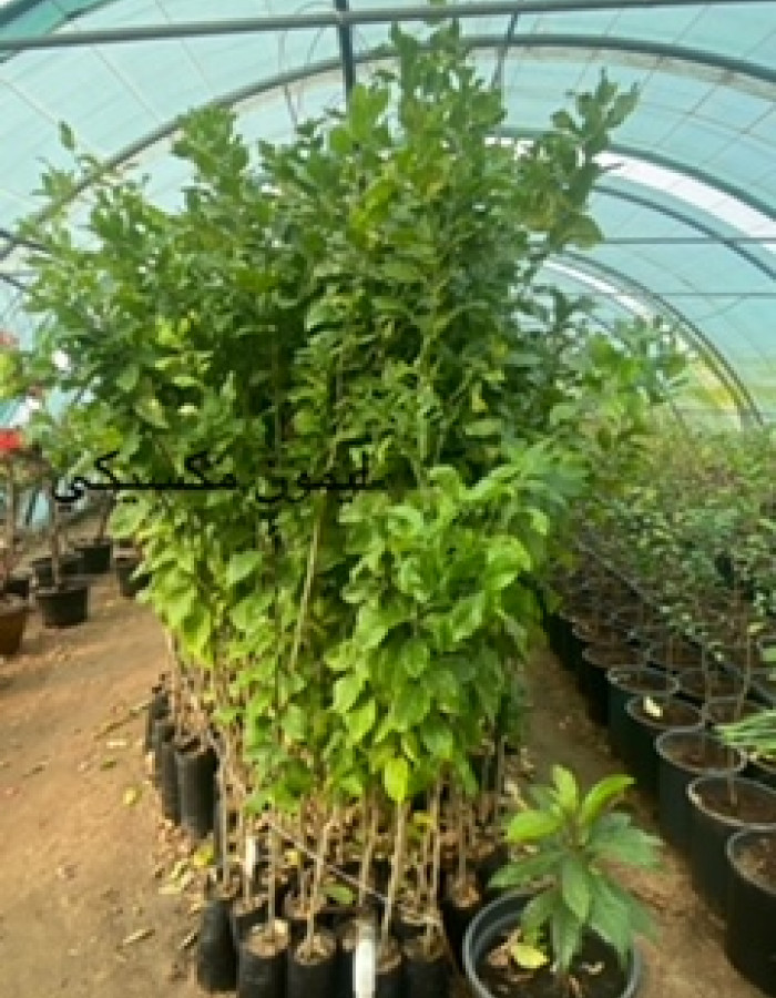 شتلة ليمون مكسيكي للبيع