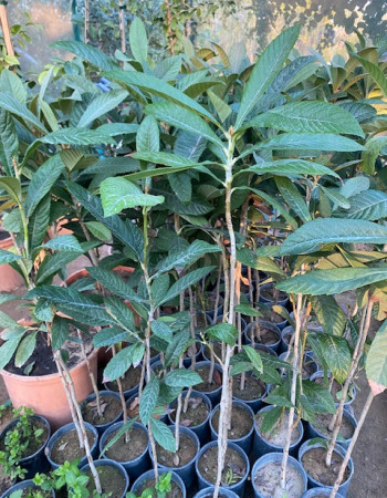 شتلات اسكدينيا 