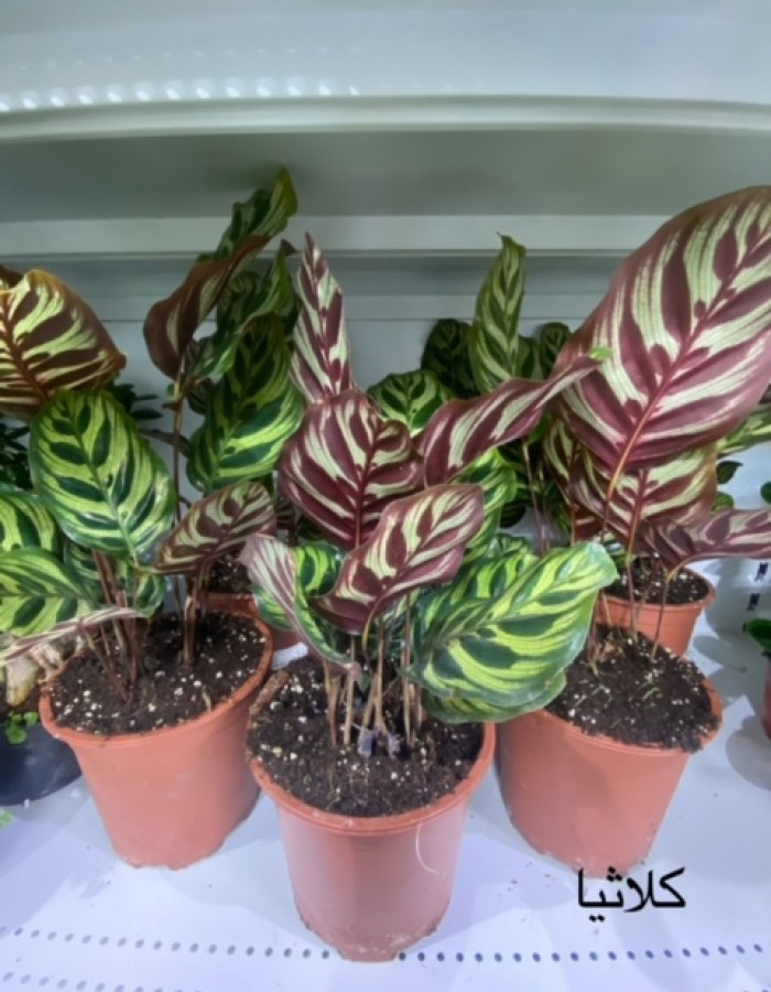 كلاثيا مارانتا