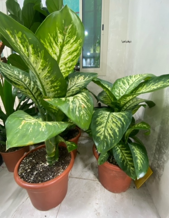 ديفنباخيا  ديفنباخيا