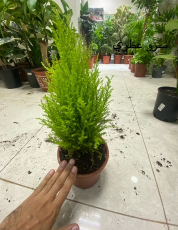 cupressus macrocarpa goldcrest - Monterey cypress  cupressus macrocarpa goldcrest - Monterey cypress