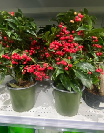 شتلات  أرديسيا شتلات  أرديسيا